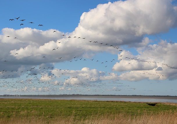 Zugvogeltage in der Wesermarsch