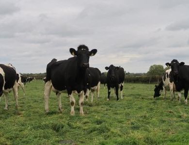 Grüner geht´s nicht. Selbst Anfang Oktober sind die Weiden noch saftig und liefern Futter. Die Weidesaison dauert in Irland in der Regel bis Ende November.