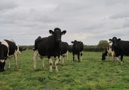 Grüner geht´s nicht. Selbst Anfang Oktober sind die Weiden noch saftig und liefern Futter. Die Weidesaison dauert in Irland in der Regel bis Ende November.