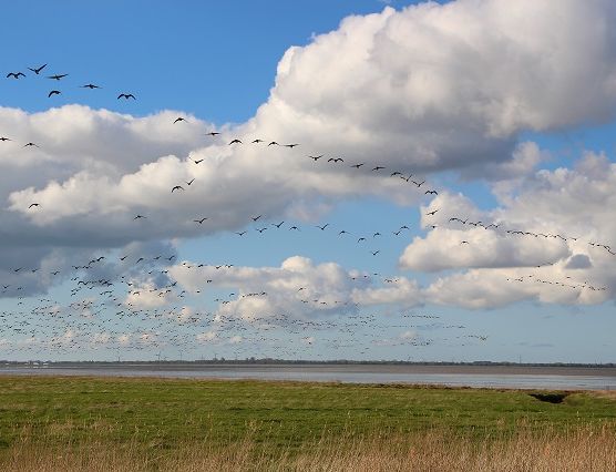 Zugvogeltage in der Wesermarsch